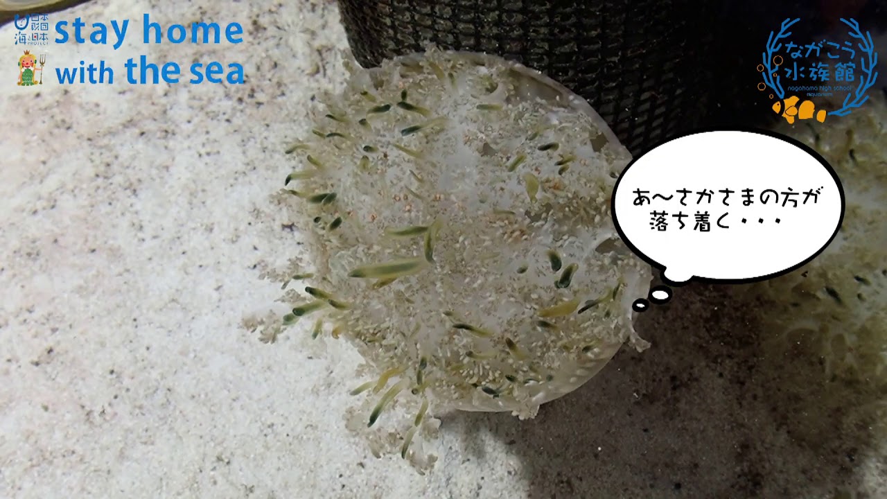 イソギンチャクじゃないよ サカサクラゲだよ 長高水族館 Youtube イソギンチャクじゃないよ サカサクラゲだよ 長高水族館 Youtube
