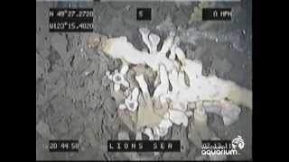 Famous Drop-Camera Benefits for Sponge Reef Monitoring Profile