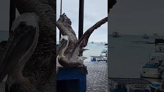 #brown #pelican and #Sealion at #Fishmarket in #santacruz  #galapagos #islands #cuteanimals