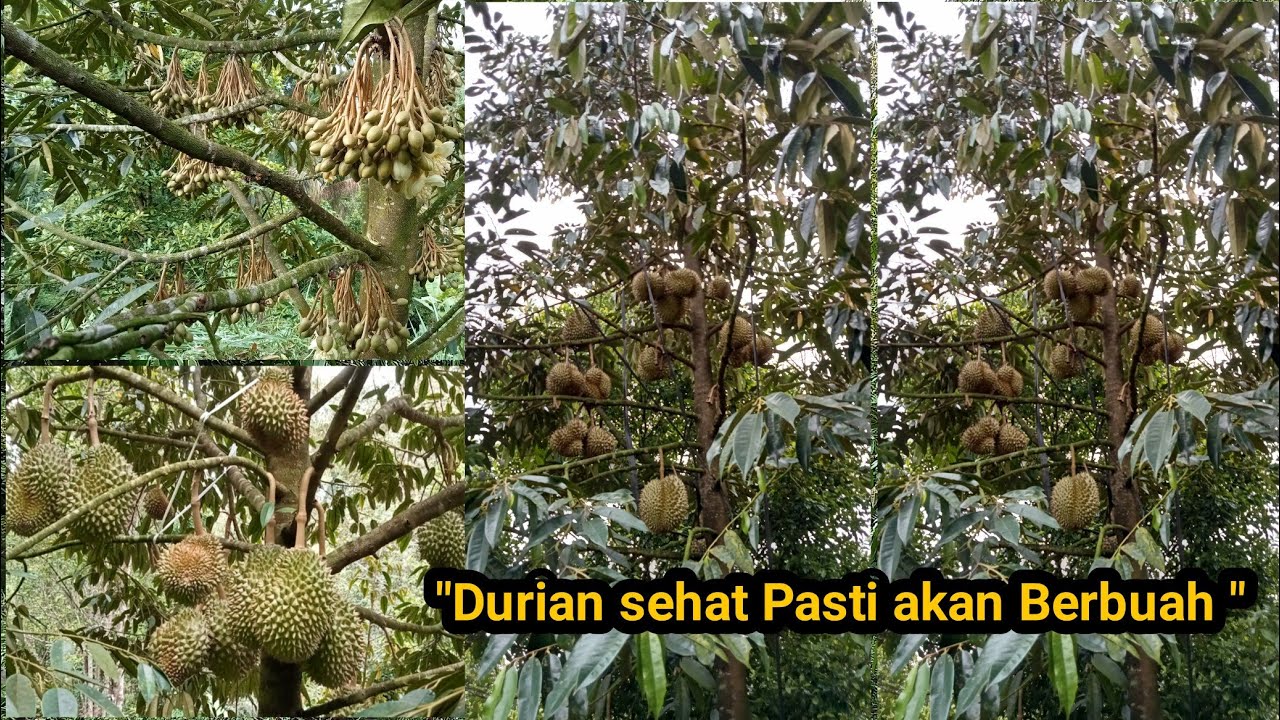 Merawat menyehatkan tanaman durian hingga berbuah.