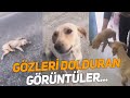 Otoyolda yaralı halde bulduğu yavru köpeği ve annesini kliniğe götürdü