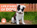 How Long is a DOG Considered a PUPPY? 🐶 ( Behavioral Stages of Dogs)