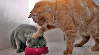 Kitty video 😜 Laughing cat 😁 Cat laugh 😍 Cat humor n ° 7