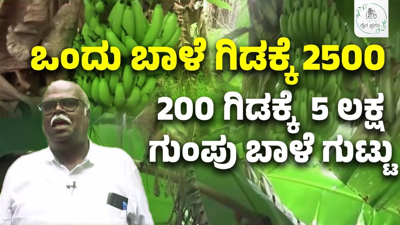 ಗುಂಪು ಬಾಳೆಯಲ್ಲಿ ಹೊಸ ಪ್ರಯೋಗ- ಲಕ್ಷ ಲಕ್ಷ ಅದಾಯ | Pragathi TV