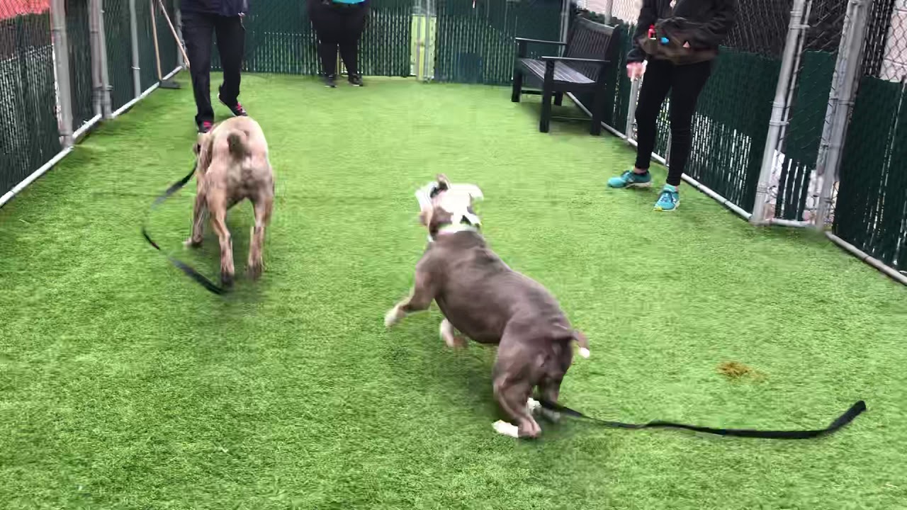 camera iphone 8 plus apk Boysenberry 61470 and Ivory 60511 NYCACC