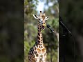 Giraffe sings a funny song #giraffe #song #funny #shorts #shortsyoutube