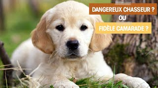 Le Chien, Un Héros Du Quotidien