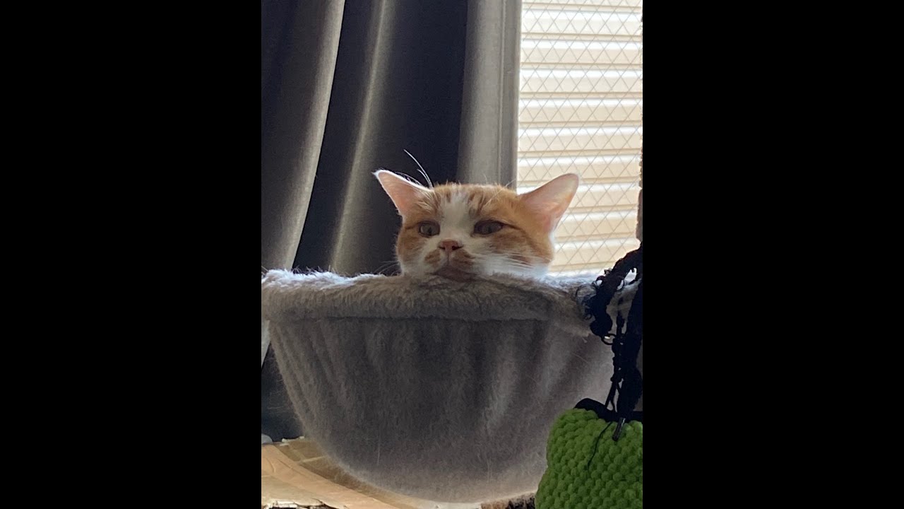 猫動画】にゃんて素晴らしいネコンズ動画だこと〜にゃんともパレード