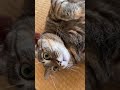 ドぽっちゃり美熟女猫の鼻息