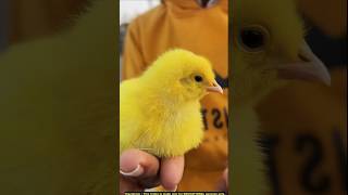 DON’T BUY These Colourful Chicks! 🐥 #shorts #facts #factsinhindi