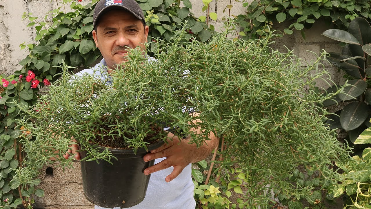 العناية الكاملة بنبات اكليل الجبل الروزمارى #اكليل_الجبل