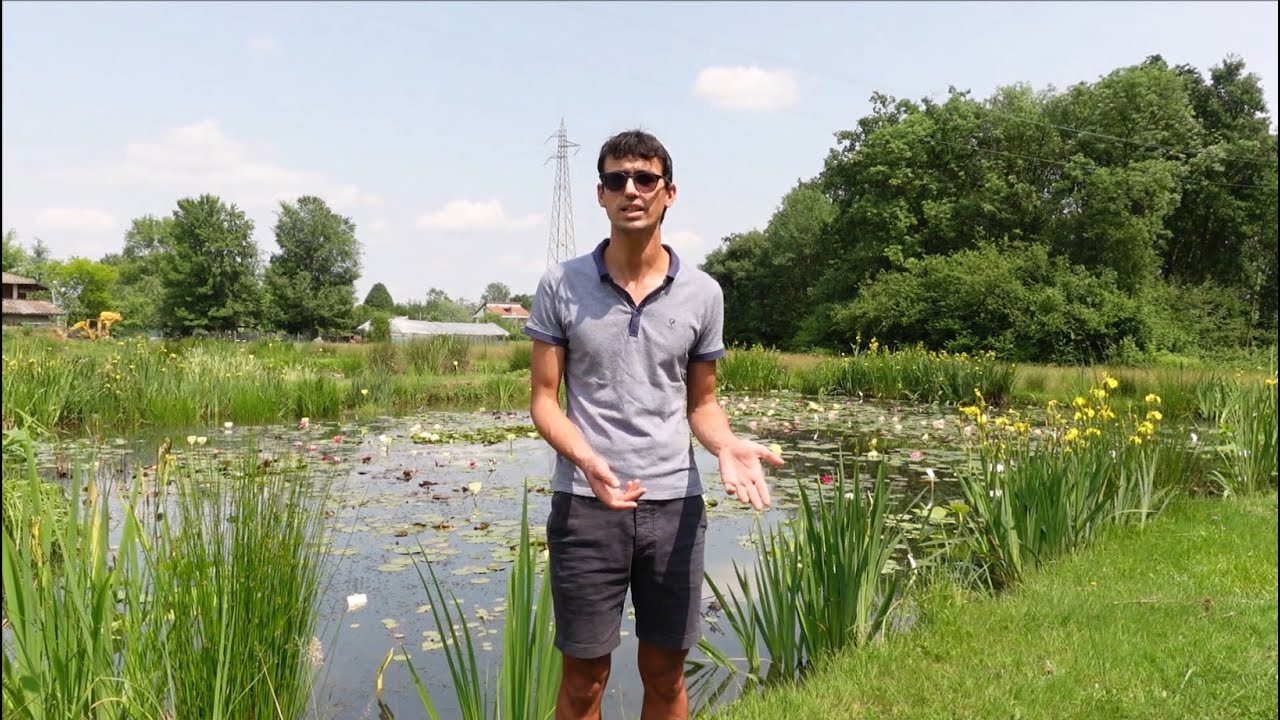 Acqua torbida o marrone nel laghetto? Ecco le 4 cause