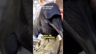 Crows Never Forget Human Faces!