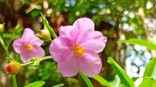 Um Lindo Vídeo Para Você Com Carinho Mostrando Uma Linda Plantinha Gratidão 603 2026