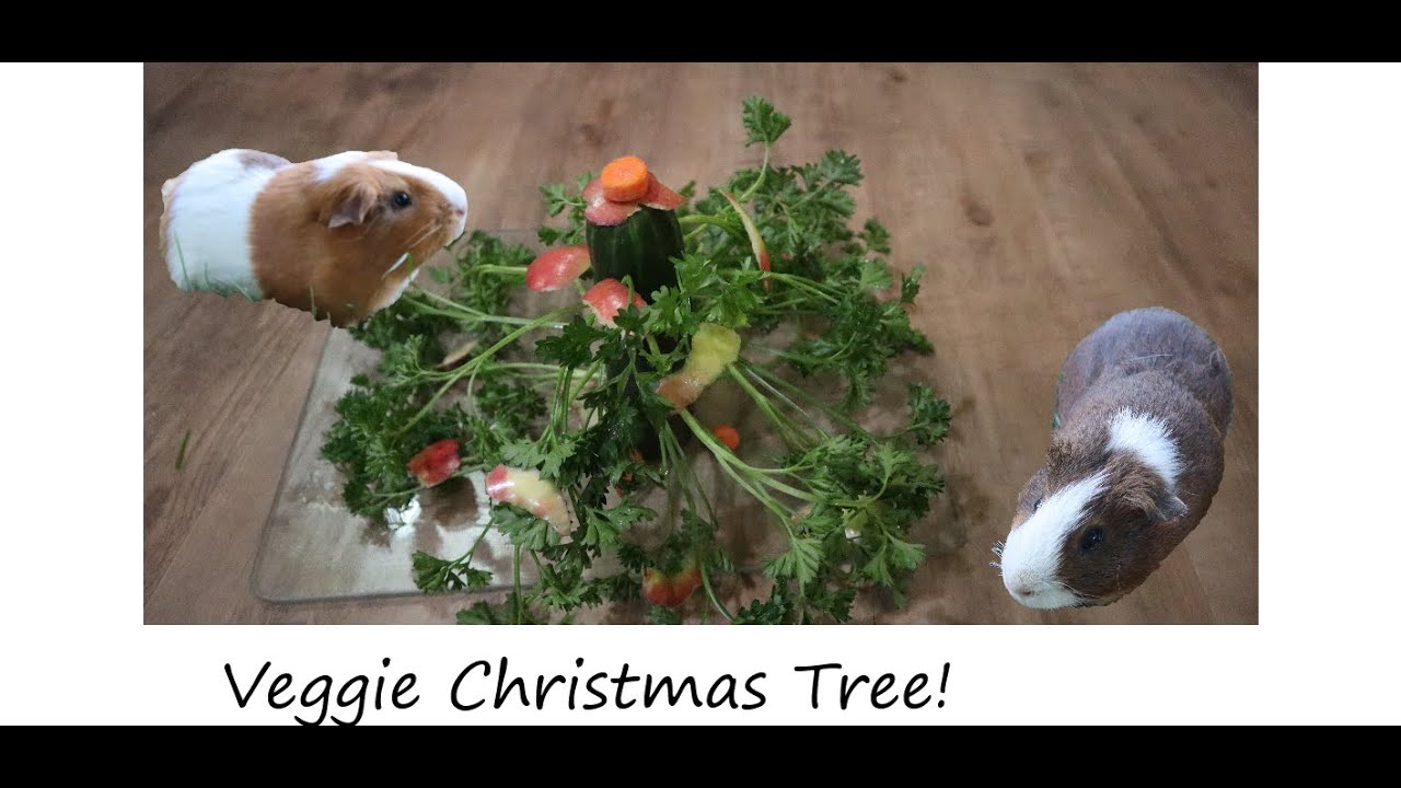 A Veggie Christmas Tree for the Guinea Pigs! YouTube