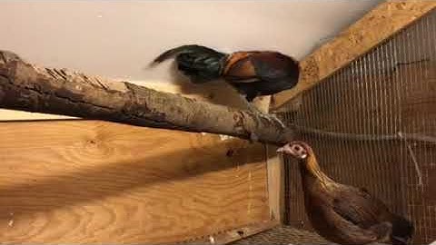 Update on my Jungle Fowl / qaib qus liab