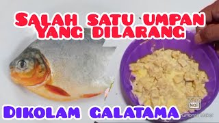 BAHAYA:UMPAN IKAN BAWAL HARIAN GALATAMA YANG DILARANG.