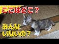 【猫】ビビリだけどケージから出てみた子猫：1日目③【kitten】