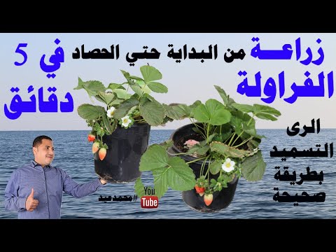 زراعة الفراولة | اسهر طريقة لزراعة الفراولة | طريقة الرى | طريقة التسميد