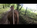 Коні:їздив дивитися на город👍🐎🐎