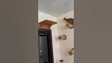 Настенный игровой комплекс для кошек 