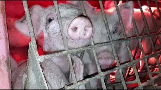 Activists enter B.C. pig farm after 'troubling' video emerges