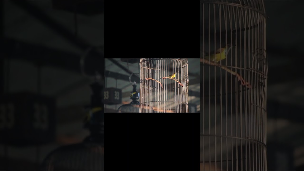 Sogon PLN digantangan pasar hewan Srengat blitar