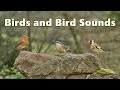 Bird sounds for cats spectacular  10 hours  paul dinning