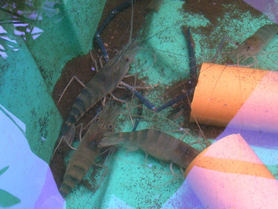 Fresh Water Prawns in Aquaponics, MADE in the Philippines ...