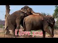 ช้างหนุ่มสาวจีบกัน  Young elephants flirt  [พลายบัวบาน]