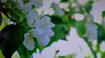 سوره النساء من الايه 12 الى الايه 19 بروايه الامام ورش عن نافع