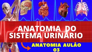 ANATOMIA COMPLETA DO SISTEMA URINÁRIO (ANATOMIA HUMANA) - SISTEMA EXCRETOR #ANATOMIA