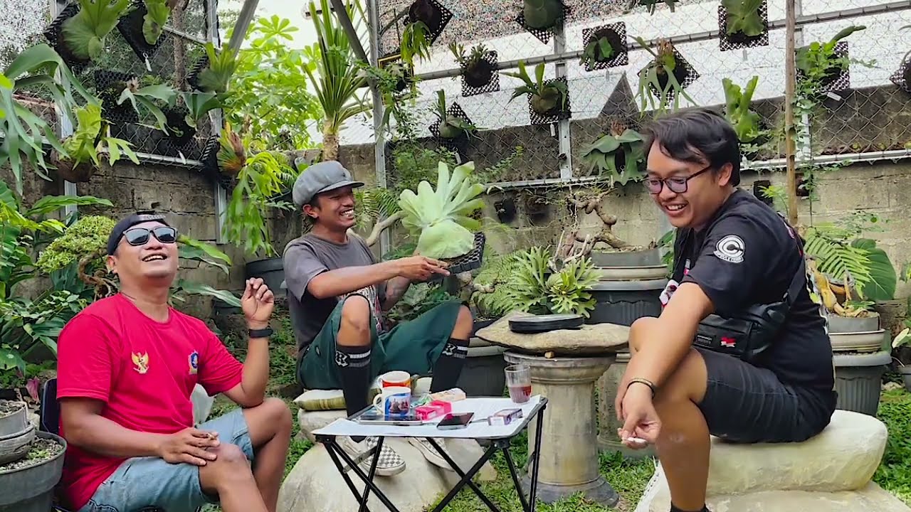 PLATYCERIUM GREEN HOUSE