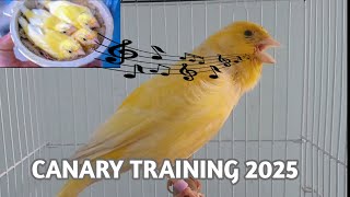 FOR YOUNG CANARIES, CANARY SONGS, CANARY TRAINING