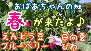 53 おばあちゃんの畑に春が来たよ 赤えんどう豆 えんどう豆 日向夏ミカン ブルーベリー ビワ 栽培記録 Youtube
