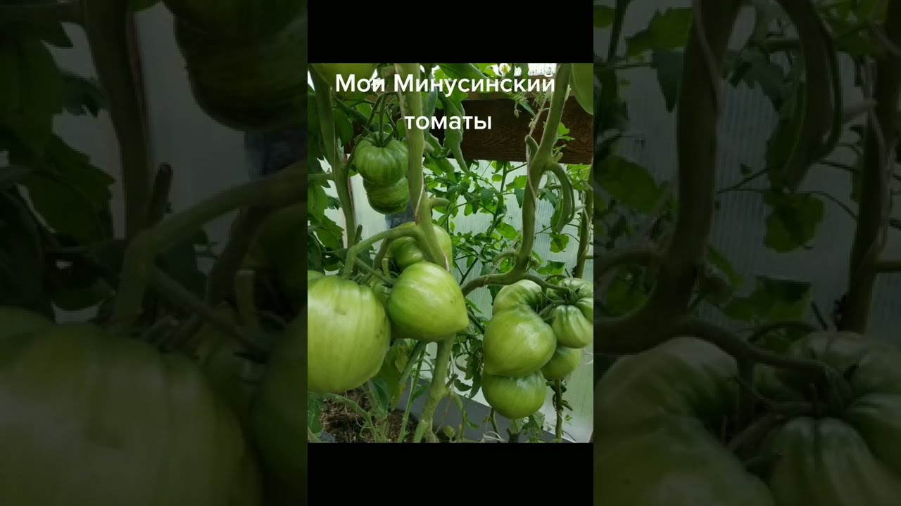 Томат Минусинский Бочковой Отзывы Фото Урожайность