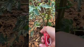 How to Properly Prune and Stake Tomato Plants #shorts