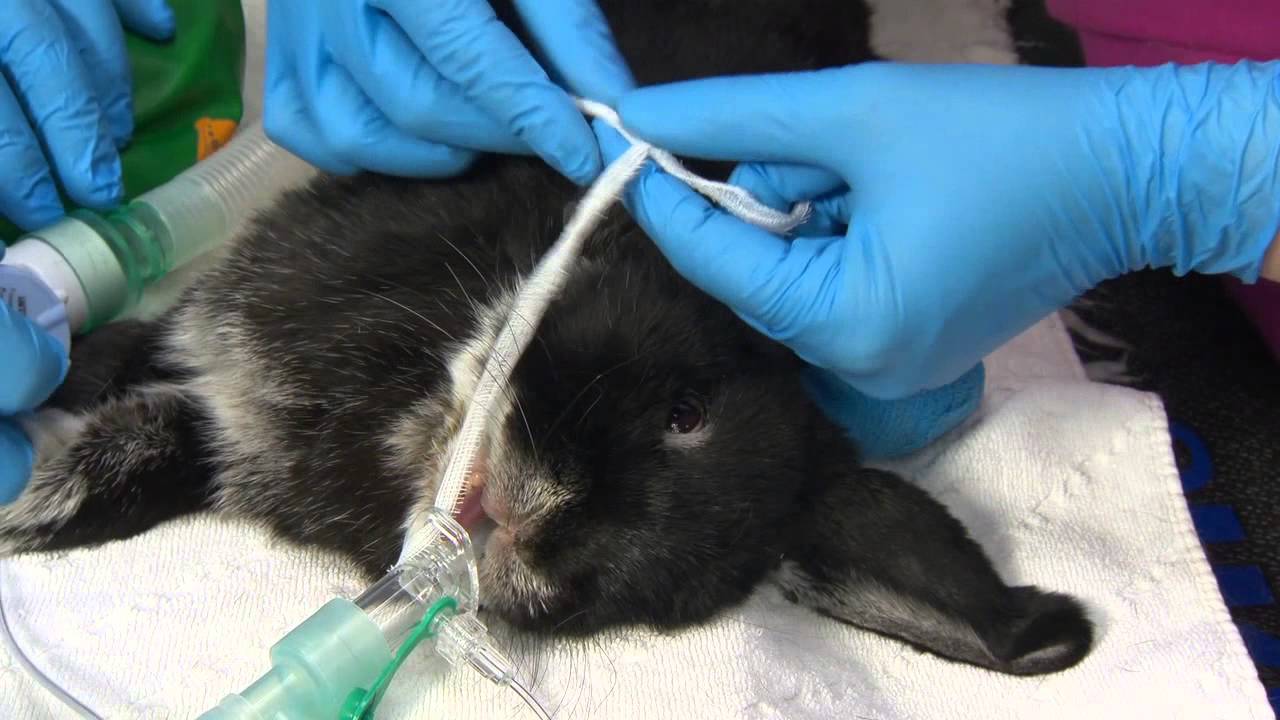 ウサギ用v-gel固定方法 ACOMA securing the rabbit v gel V2 - YouTube