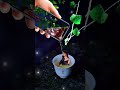 WE GROWED Musi Б ЁЯШН 2025 Shorts Short Viral Video Love Subscribe Tiktok WE GROWED Musi Б ЁЯШН 2025 Shorts Short Viral Video Love Subscribe Tiktok