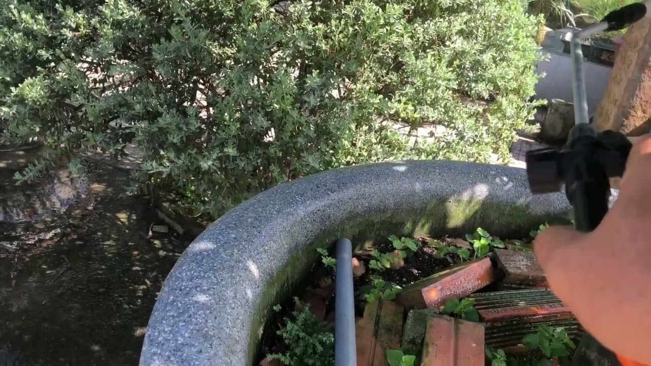 Mai vàng, cây cảnh bị rêu cách trị đơn giản