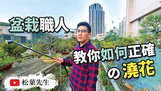 盆栽教學| 澆水學問大！教你種植植物如何正確地澆水！！！【松菓先生】