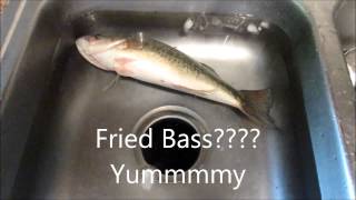 Fried 14 inch Bass 4 Dinner