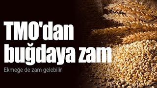 TMO'dan buğdaya zam | Ekmeğe de zam gelebilir