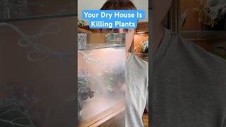 Your Dry House is Killing Your Plants!