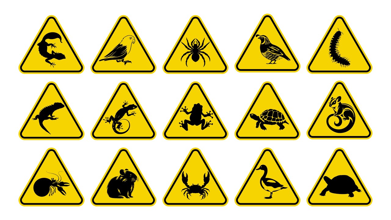 Unboxing Live Animals Turtle, Tortoise, Frog, Crab, Tarantula, Gecko, Lizard, Hamster, Sugar Glider