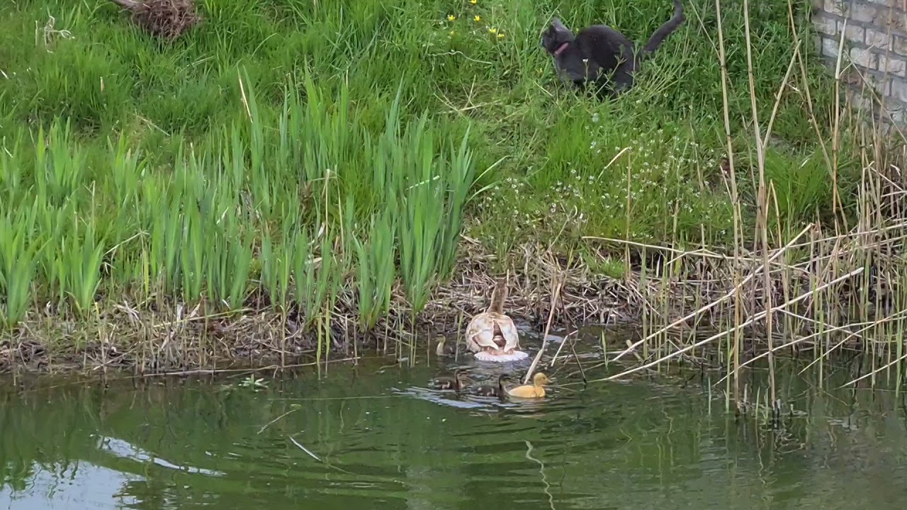 Mother Duck Protecting Ducklings From A Cat