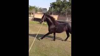 Potrillo Cuafrisian Retosando