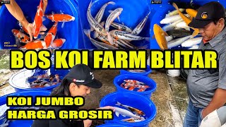 MASIH SEGAR BARU PANEN HARGA BERSAHABAT DI BOS KOI FARM BLITAR || BURUAAAAAN!!!!