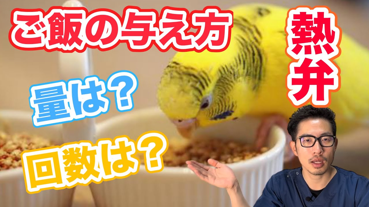 【質問コーナー】鳥さんのご飯は一回のまとめてあげてもいい？手術後に飲み続けているお薬…続けるべき？鳥さんの検査で使うバリウムは大丈夫？鳥さんと一緒に寝ているけど暑くないの？ などにお答えしました！