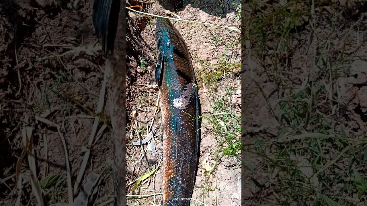 Snake head fish hunt by gun 